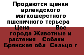 Продаются щенки ирландского мягкошерстного пшеничного терьера › Цена ­ 30 000 - Все города Животные и растения » Собаки   . Брянская обл.,Сельцо г.